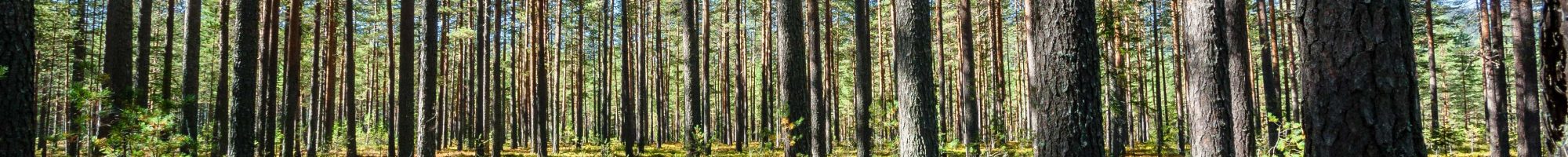 Treskog