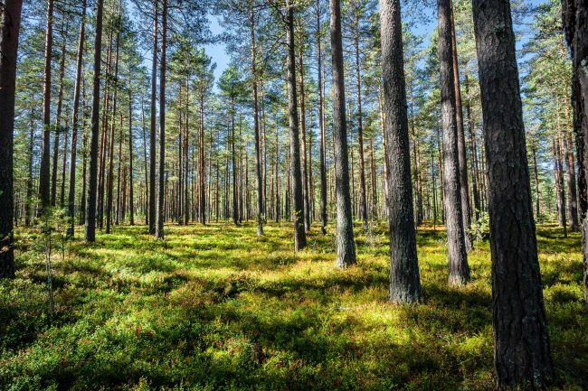 Treskog